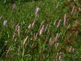 Bistorta officinalis