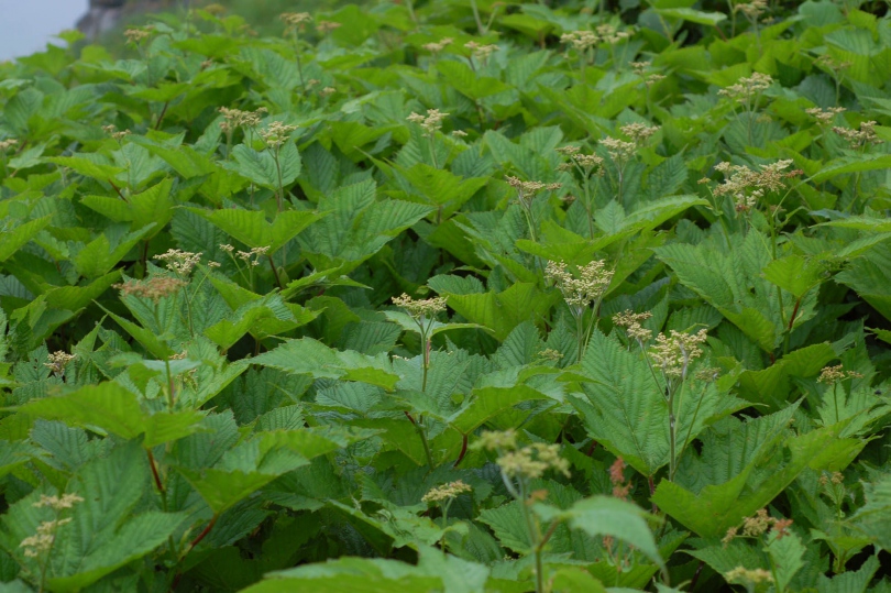 Изображение особи Filipendula camtschatica.