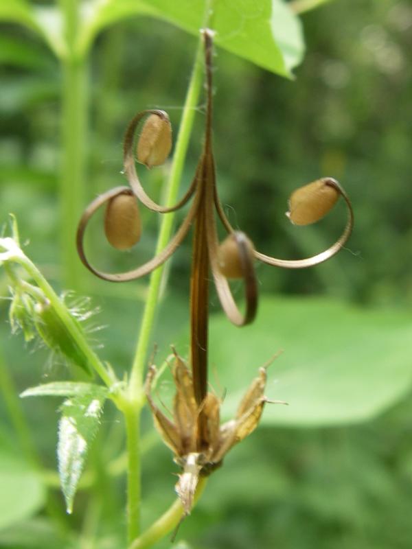 Image of Geranium rectum specimen.