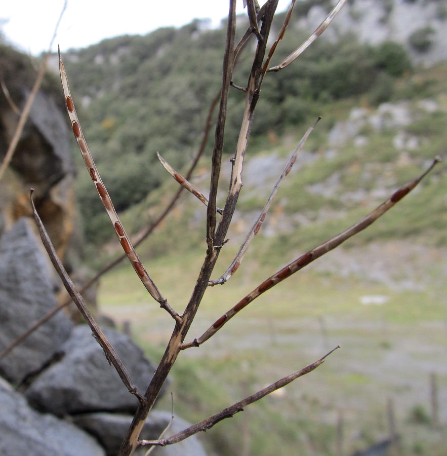 Image of Erysimum gorbeanum specimen.