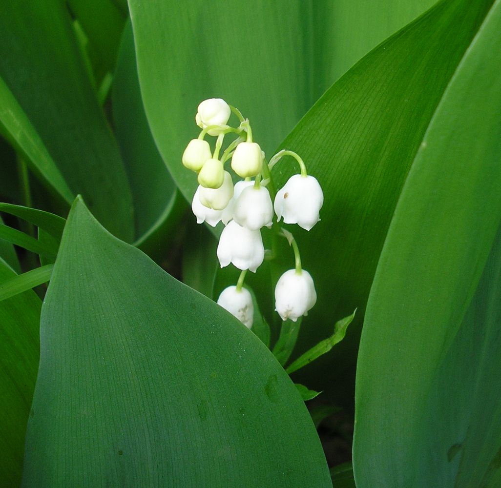 Image of Convallaria majalis specimen.