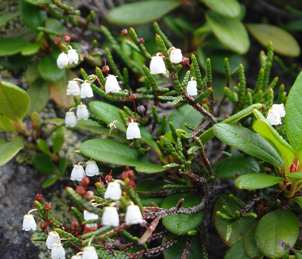 Изображение особи Cassiope redowskii.