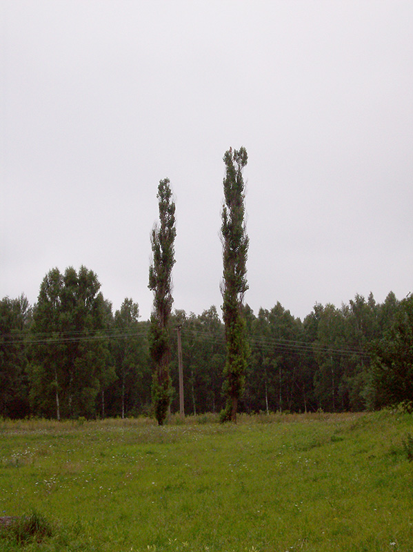 Image of Populus italica specimen.