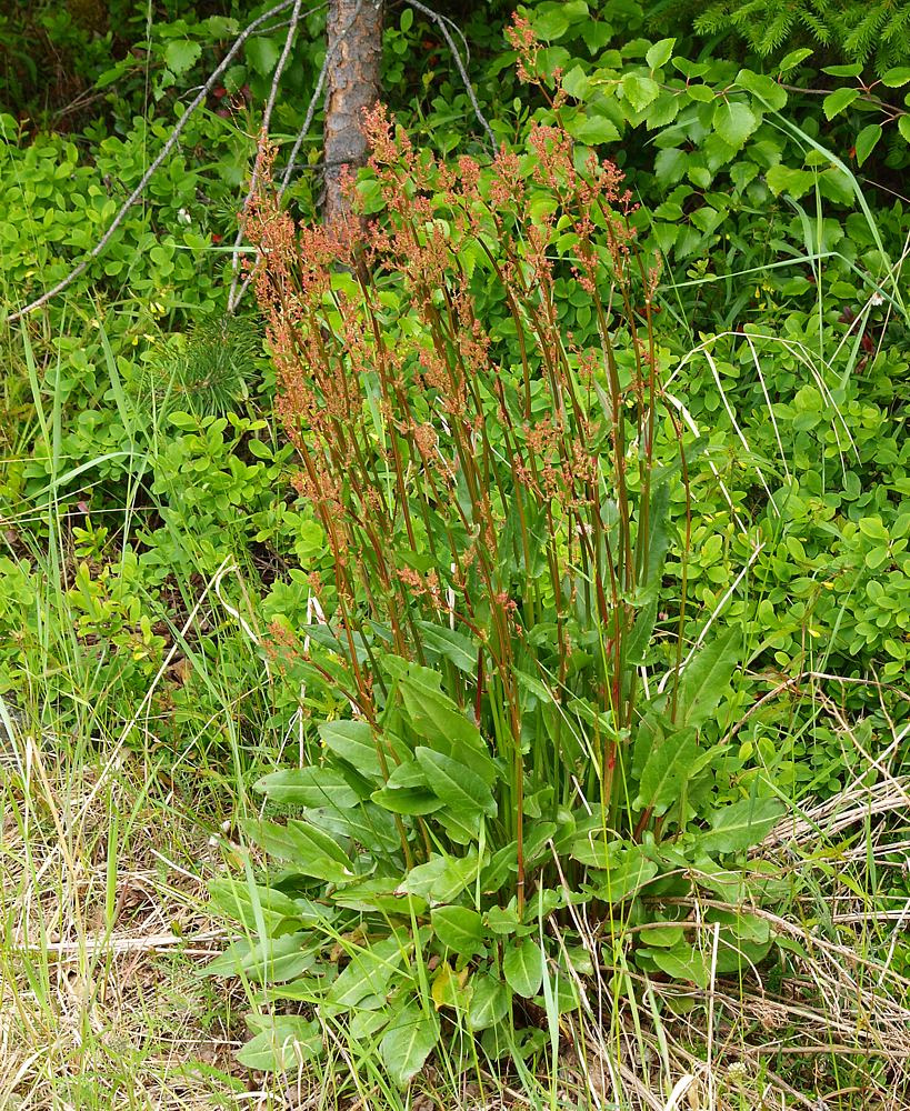 Изображение особи Rumex acetosa.