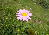 Pyrethrum coccineum