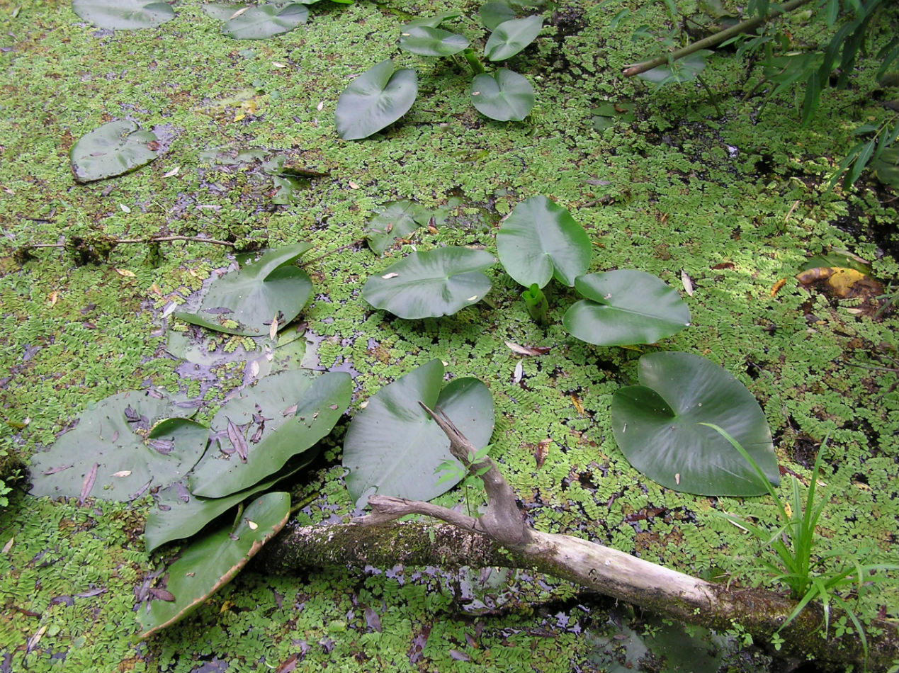 Image of Nuphar lutea specimen.