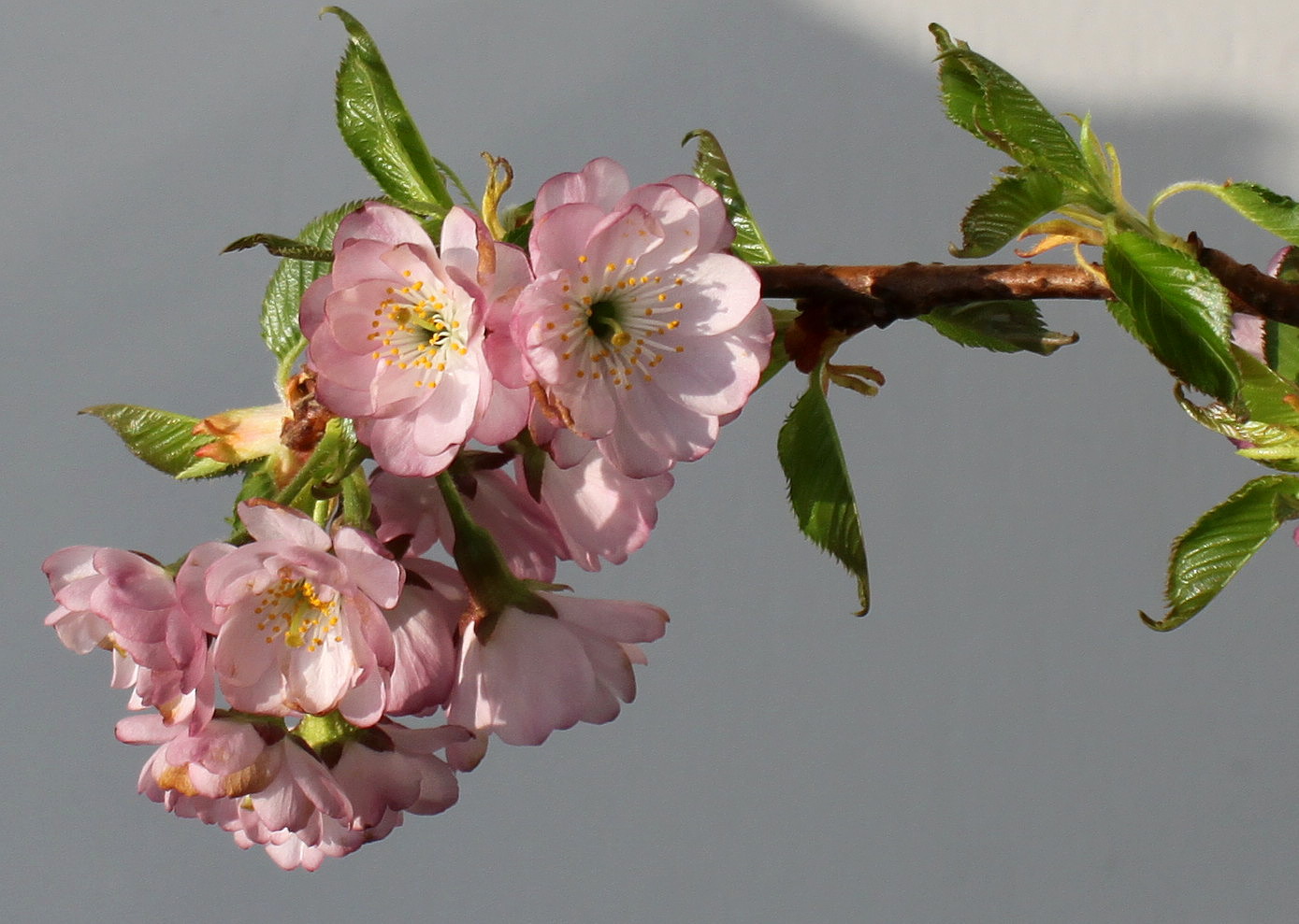 Изображение особи Cerasus sachalinensis.