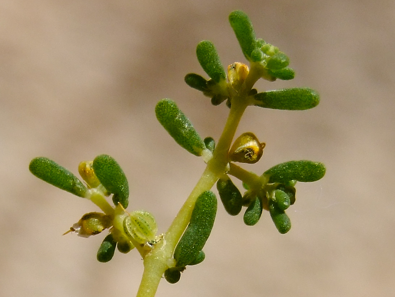 Изображение особи Tetraena simplex.