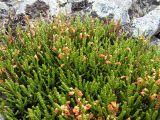 Cassiope redowskii