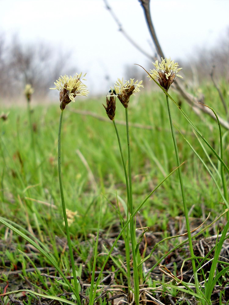 Изображение особи Carex stenophylla.