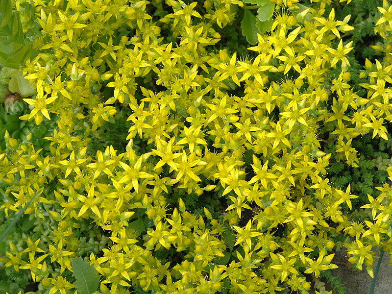 Image of Sedum acre specimen.