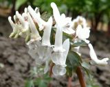 Corydalis solida. Соцветие (белоцветковая форма). Окр. Томска, собственный питомник, в культуре. 4 мая 2012 г.