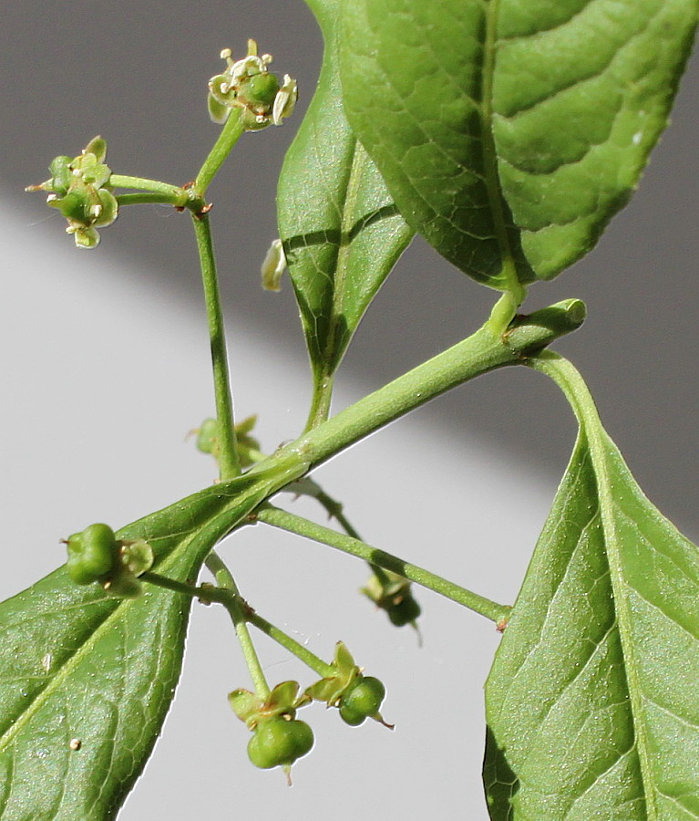 Изображение особи Euonymus europaeus.