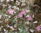 Goniolimon tataricum. Часть соцветия. Ейский полуостров, коса Долгая. 07.06.2012.