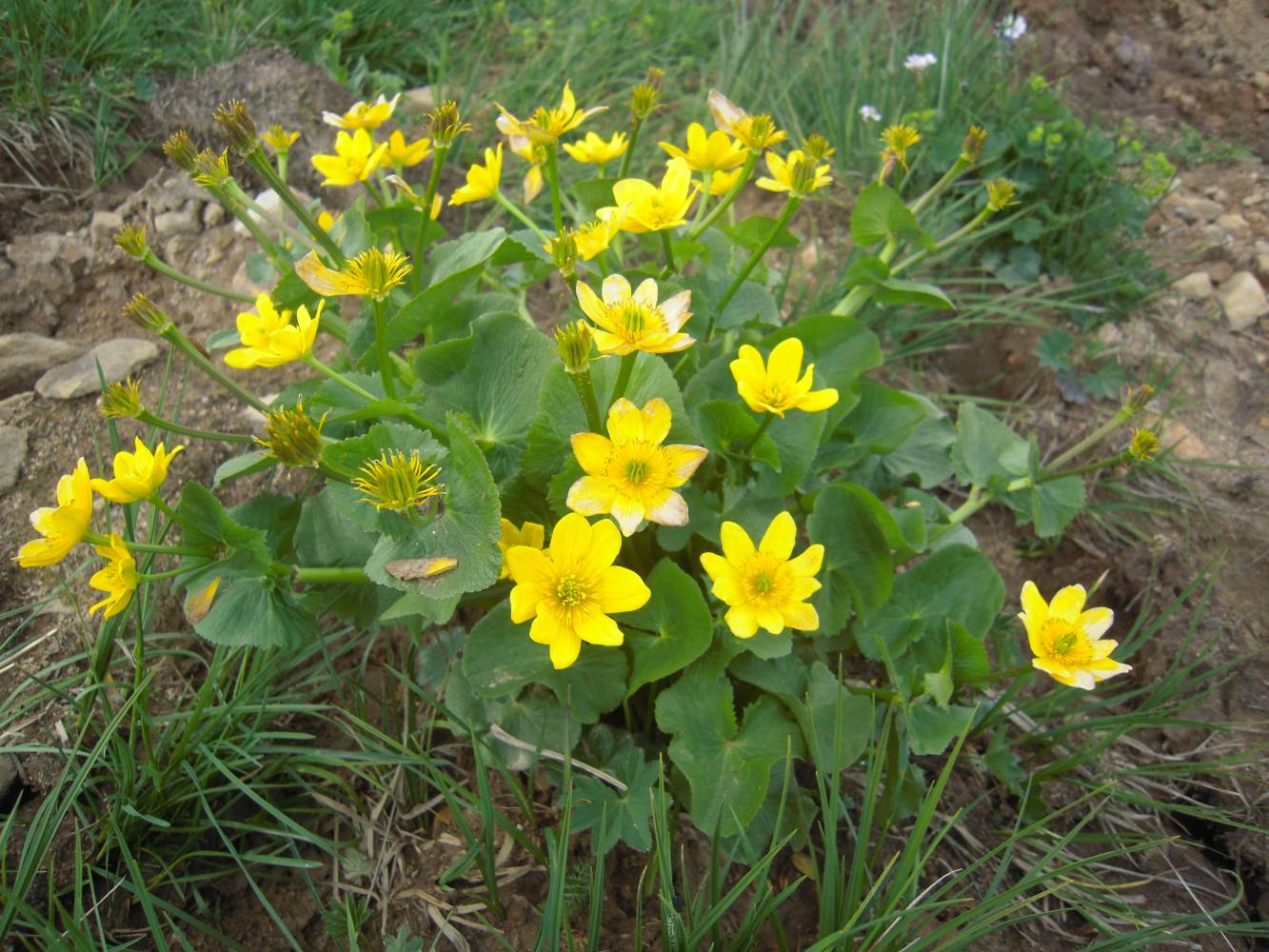 Image of Caltha polypetala specimen.