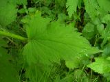 Campanula trachelium. Лист. Курская обл., г. Железногорск. 26 июля 2006 г.