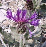 Centaurea czerkessica