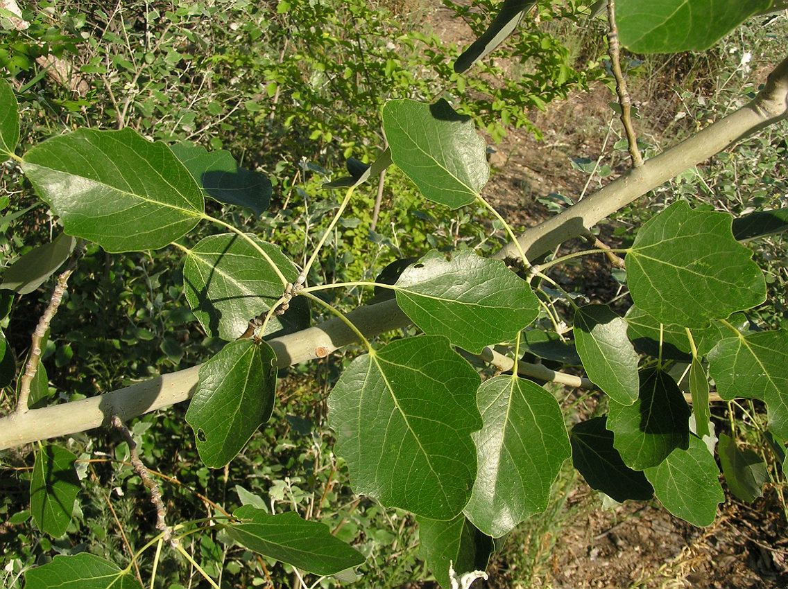 Изображение особи Populus alba.