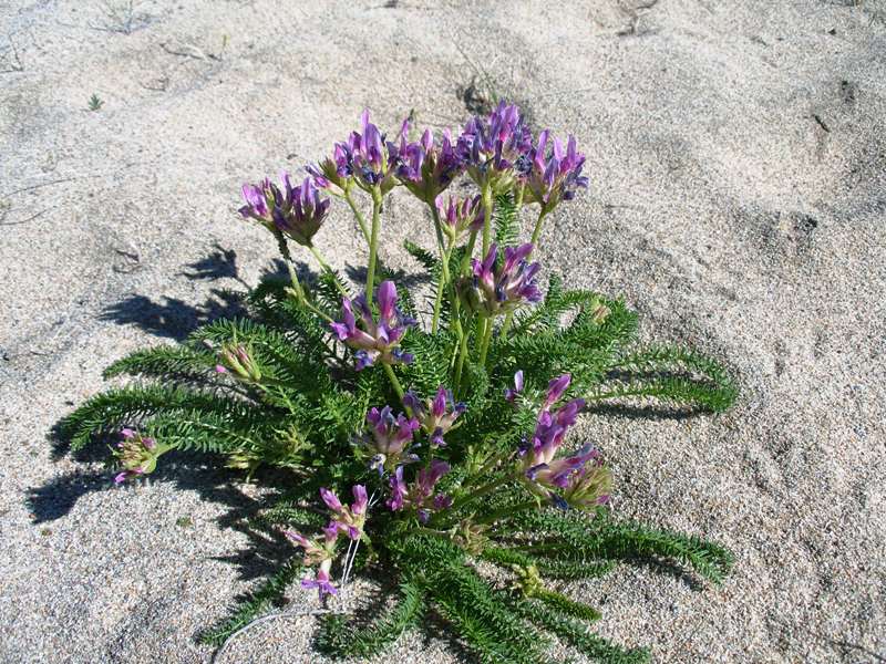 Image of Oxytropis bargusinica specimen.