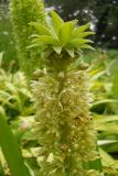 Eucomis autumnalis. Соцветие. Южный берег Крыма, Никитский ботанический сад. 31 июля 2012 г.