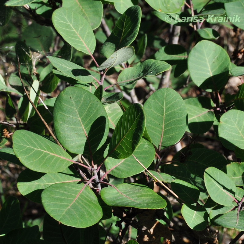 Изображение особи Cotinus coggygria.