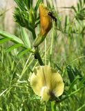 Vicia grandiflora. Верхушка побега с цветками. Ростовская обл., Азовский р-н, побережье Таганрогского залива, окр. с. Займо-Обрыв. 10.05.2012.