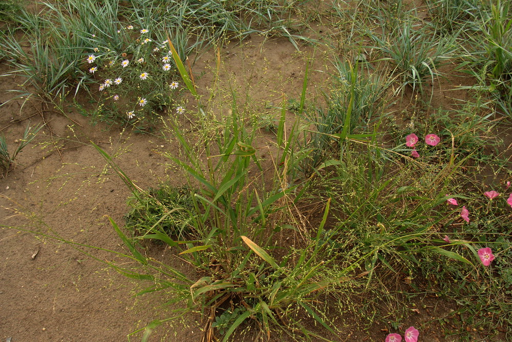 Image of Panicum miliaceum ssp. ruderale specimen.