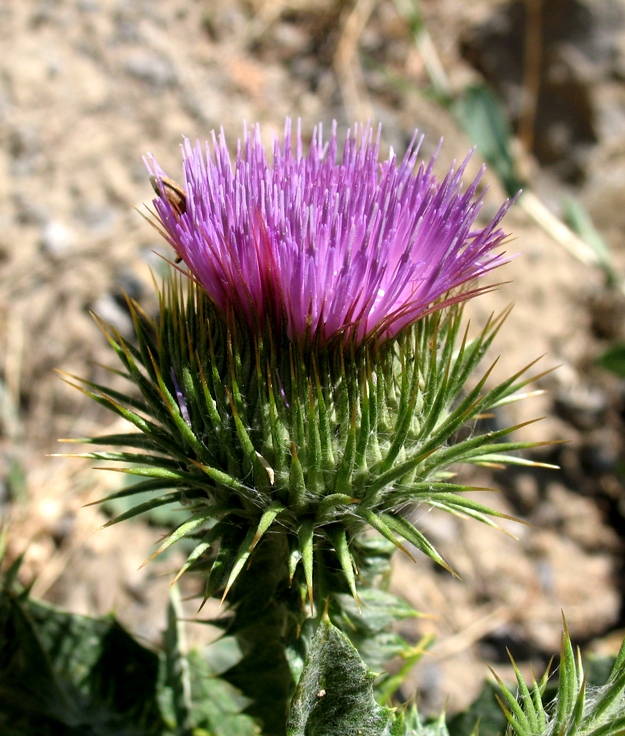 Image of Onopordum acanthium specimen.