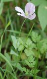 Papaver somniferum. Верхушка стебля с цветком. Московская область, Железнодорожный, у дороги. 28.06.2008.