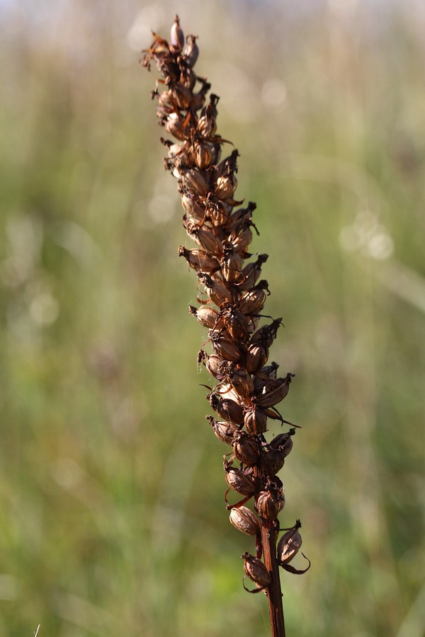 Image of Gymnadenia densiflora specimen.