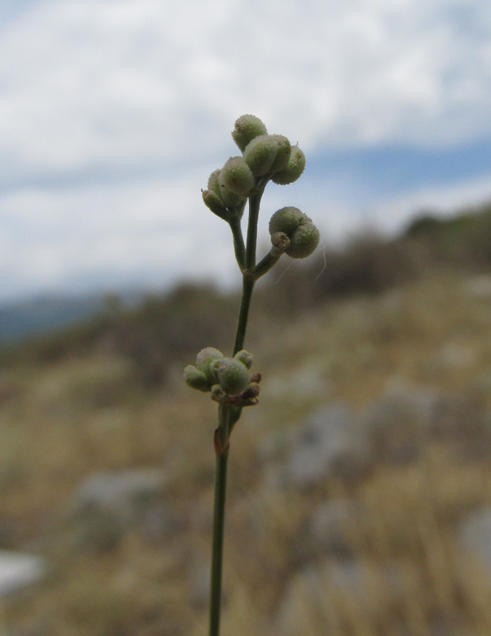 Изображение особи Asperula tenella.