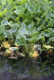 Calla palustris