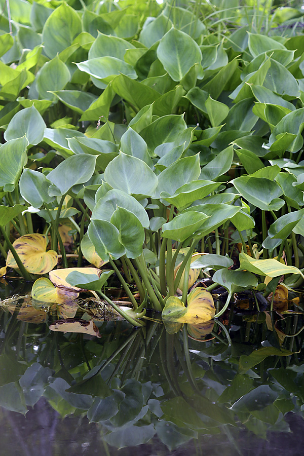 Изображение особи Calla palustris.