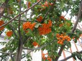 genus Sorbus. Часть кроны с соплодиями. Венгрия, Хевеш, г. Эгер, у рынка. 11.09.2012.