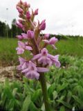 Gymnadenia conopsea. Соцветие. Коми, Княжпогостский р-н, окр. пос. Ропча, долина руч. Дюкачева. 23.06.2012.
