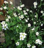 Cerastium davuricum