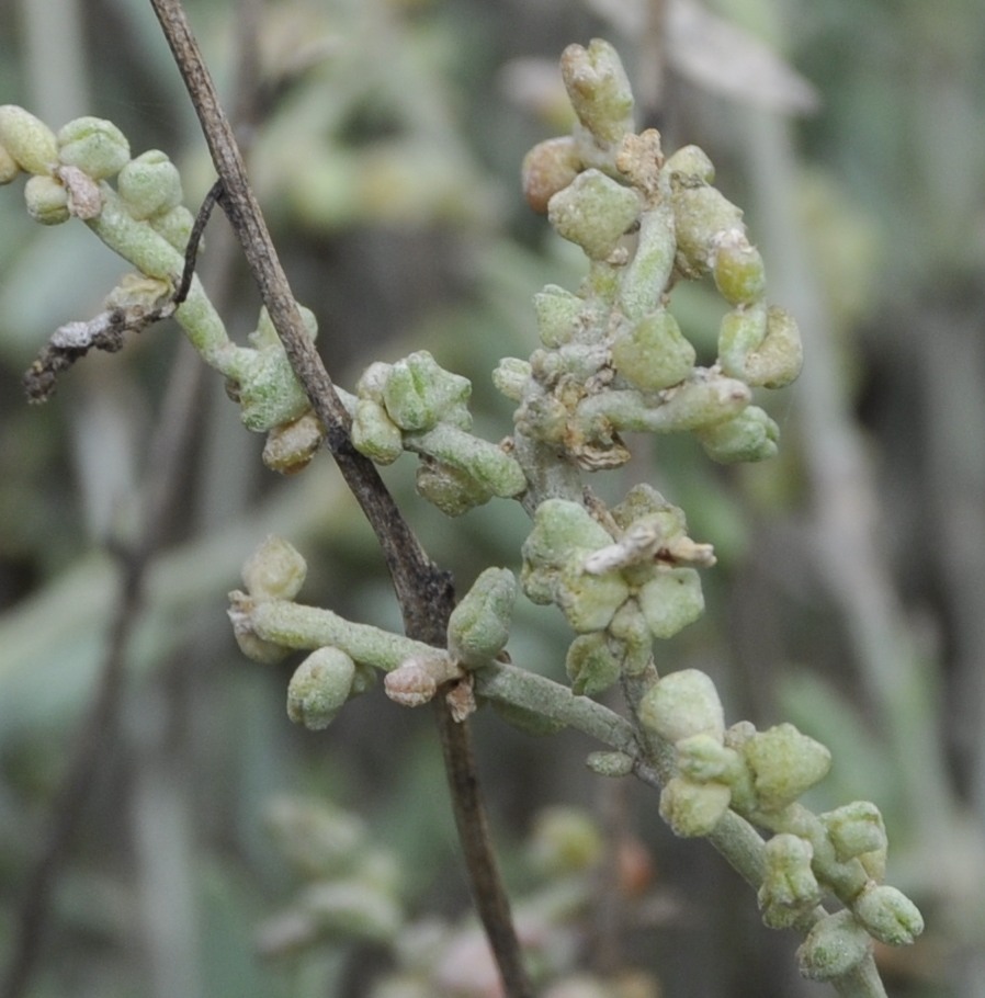 Image of Halimione portulacoides specimen.