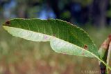 Amygdalus nana. Лист. Ростовская обл., Неклиновский р-н, Носовское с/п, Камышовая балка. 12.08.2012.