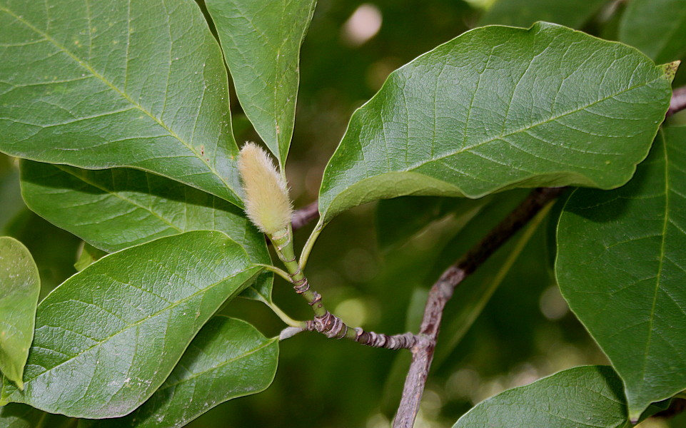 Image of Magnolia salicifolia specimen.