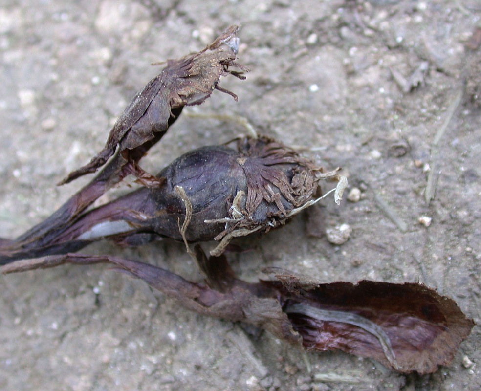 Image of Colchicum stevenii specimen.