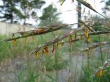 Bromopsis inermis. Часть соцветия. Иркутск, территория вокруг открытого стадиона. 04.07.2012.