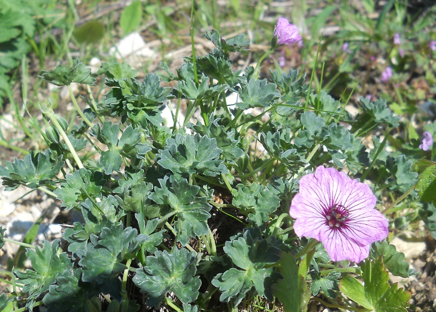 Image of Geranium cinereum specimen.