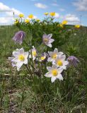 Pulsatilla multifida