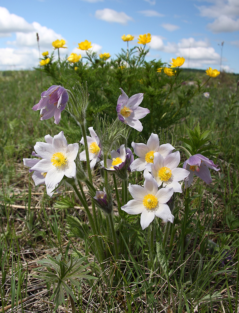 Image of Pulsatilla multifida specimen.
