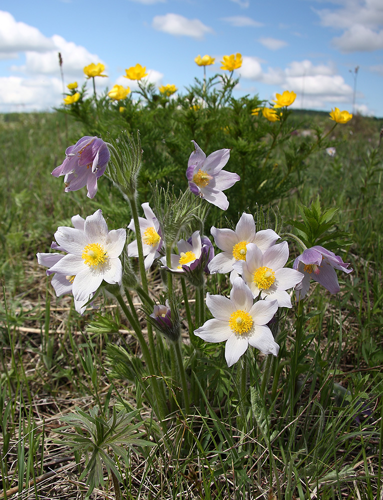 Изображение особи Pulsatilla multifida.