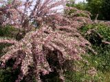 Halimodendron halodendron. Цветущее растение. Узбекистан, г. Ташкент, пос. Улугбек. 04.05.2007.