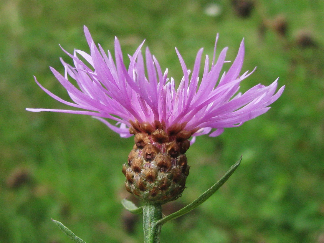 Image of Centaurea jacea specimen.