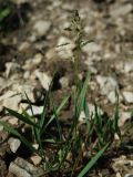 Hierochloe odorata. Цветущее растение на обочине дороги. Самара, Сокольи горы. 10.05.2009.