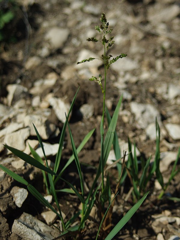 Image of Hierochloe odorata specimen.