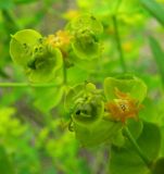 Euphorbia virgata